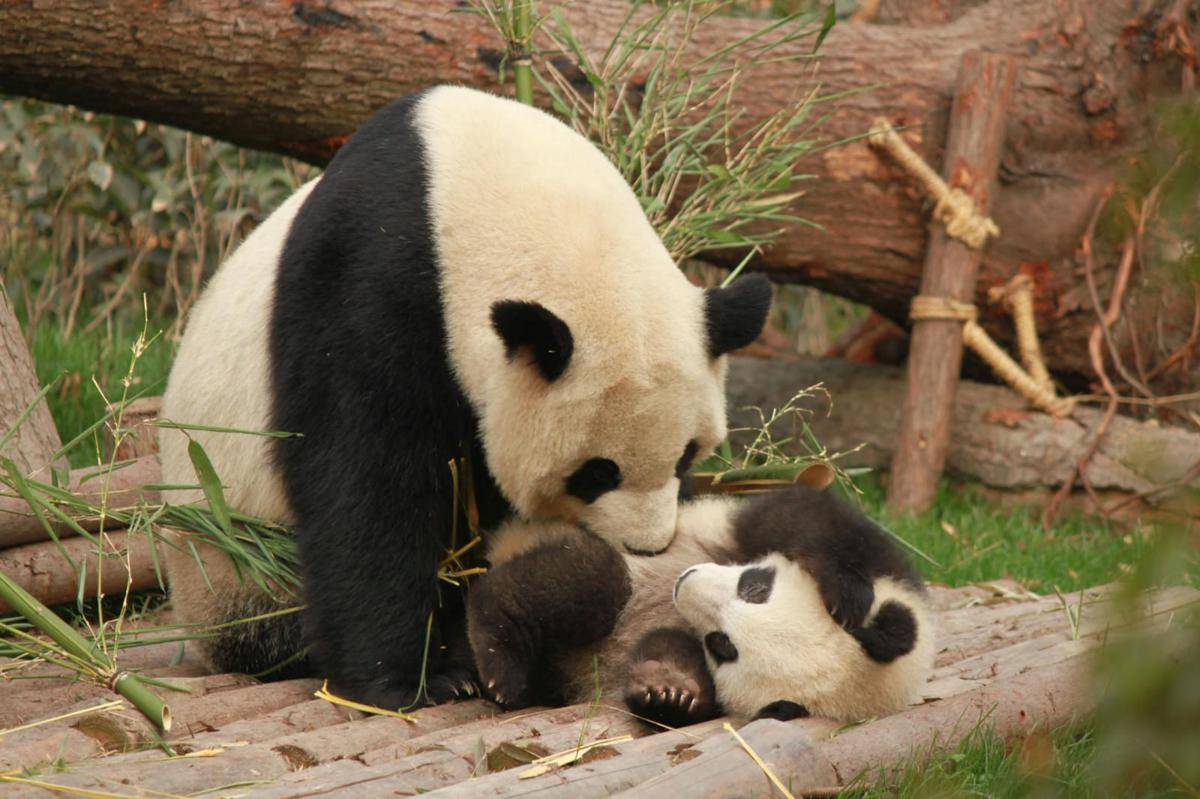 ilustrasi panda (pexels.com/Diana Silaraja)